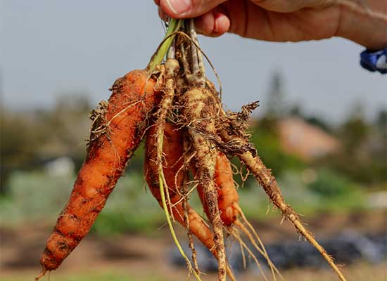 Frutas Verduras Frescas Loja
